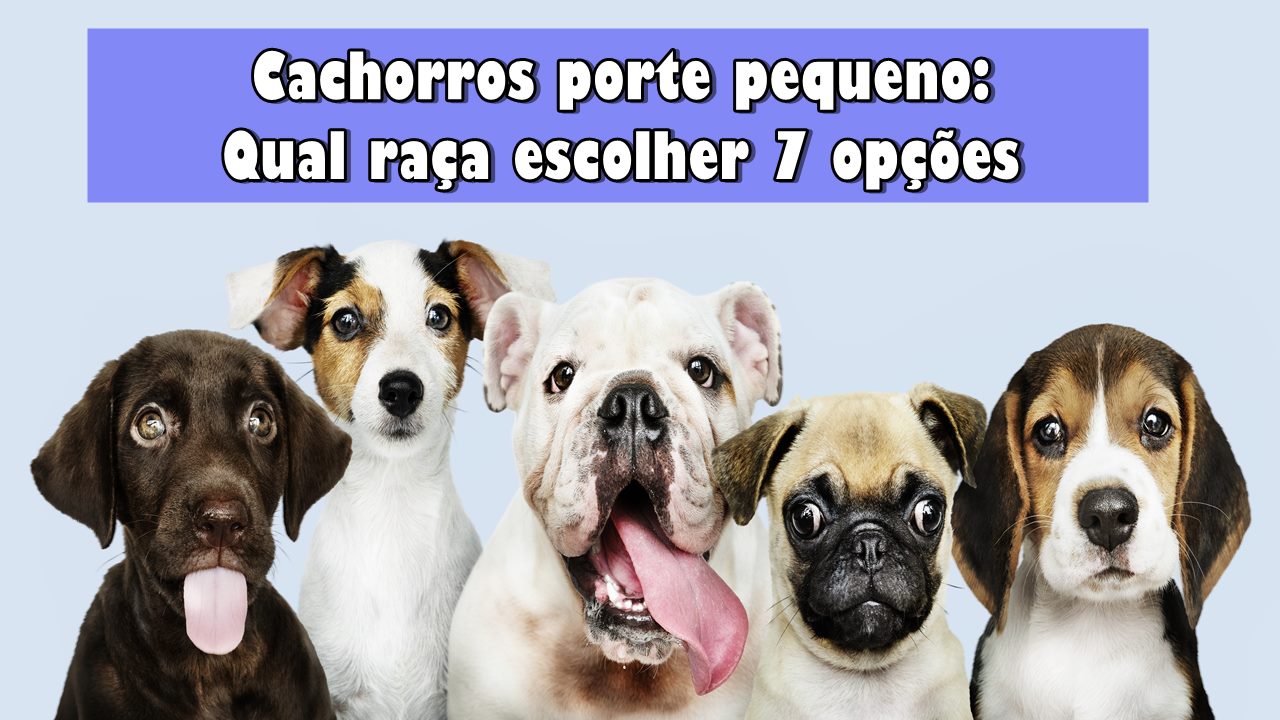 Cachorros porte pequeno: Qual raça escolher 7 opções