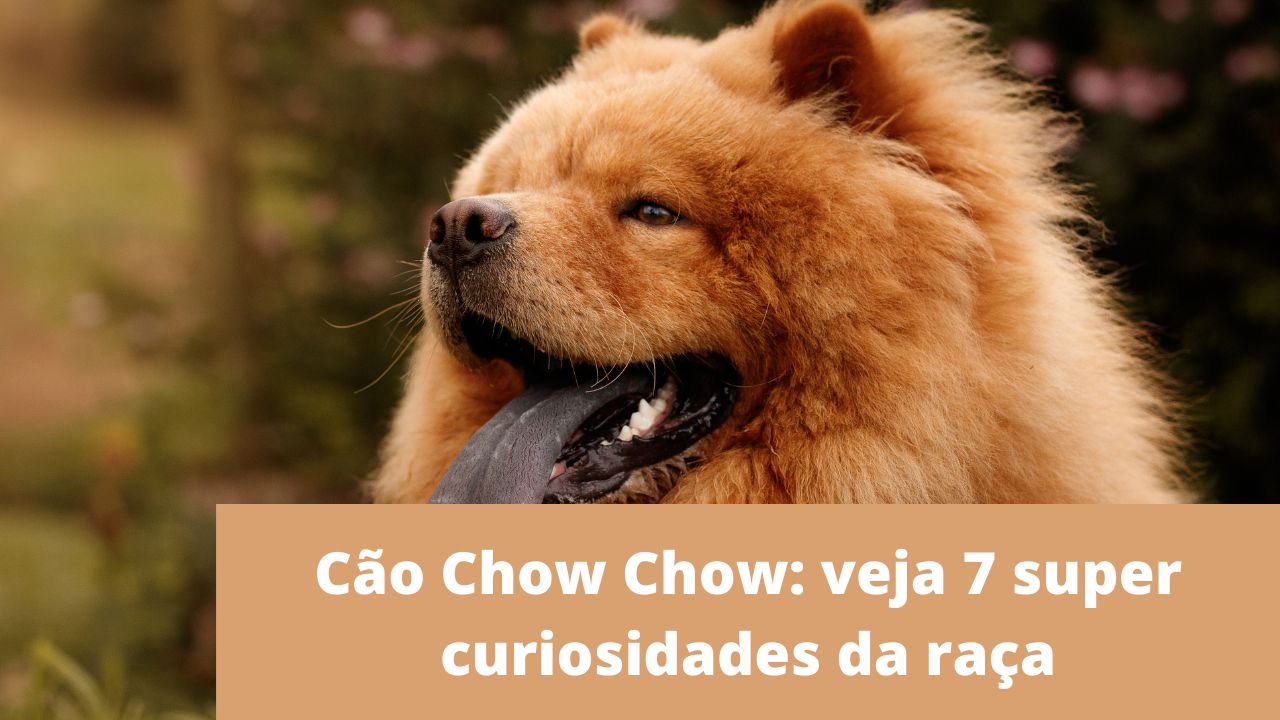 Cão Chow Chow: Veja 7 super curiosidades da raça